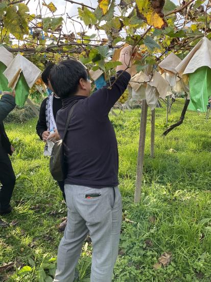 小澤果樹園ブドウ収穫