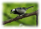 鳥の画像