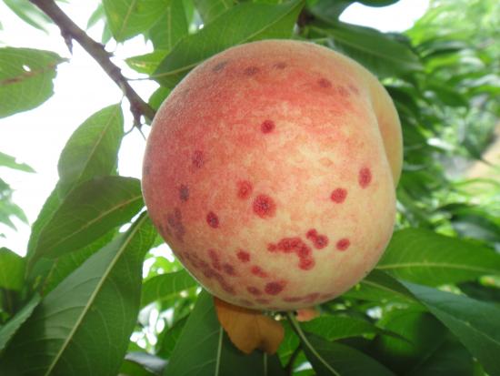ウメシロカイガラムシによる果実被害