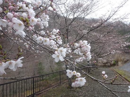 令和6年4月4日に撮影した桜