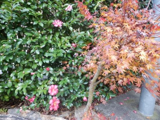 令和7年11月27日の深城ダム3