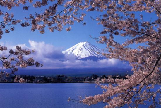 桜と絶景の富士