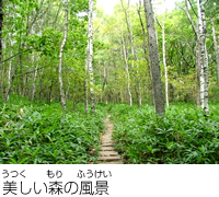 美しい森の風景