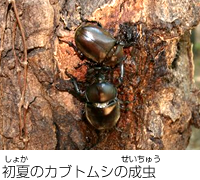 初夏のカブトムシの成虫