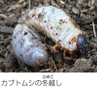 カブトムシの冬越し