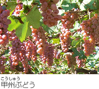 甲州ぶどう