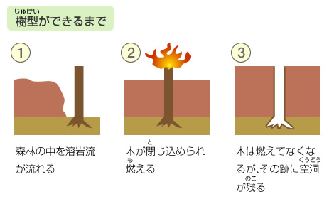 樹形ができるまで
