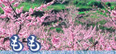 もも