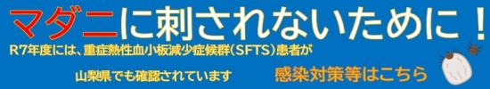  SFTS.jpg