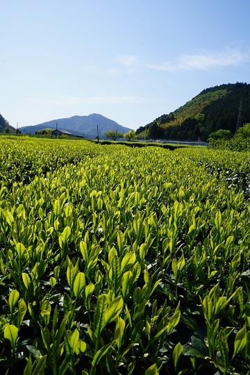 新茶畑　縦