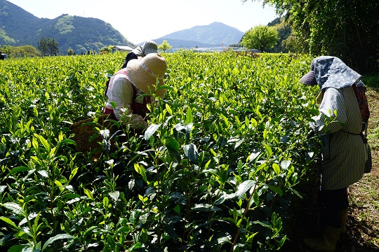 茶摘み2人