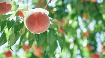 秘密1：太陽の光をたっぷり受けて、すくすく育つ奥野田の桃。