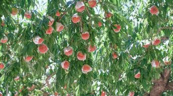 「大藤流仕立て」で育つ、高品質な桃。