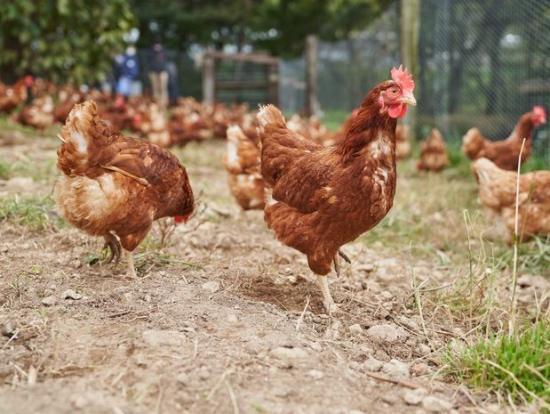 平飼い放牧（採卵養鶏）