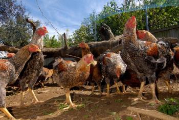 平飼い放牧（肉用鶏）