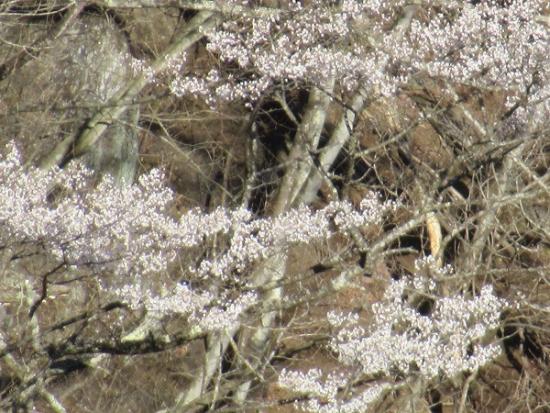 令和2年3月24日撮影の桜