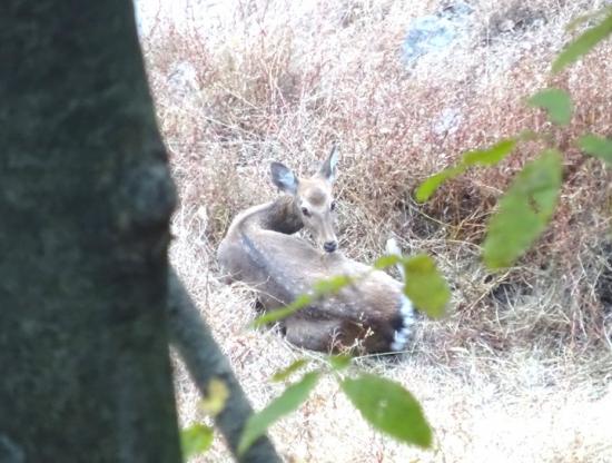 深城湖に住むシカ