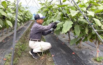 長なす生産者の石原氏