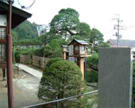 塩沢寺の舞鶴マツ