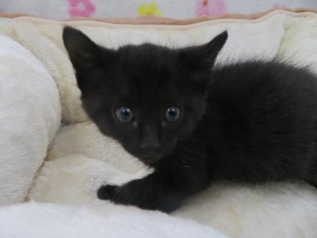 cat6-3-15-2