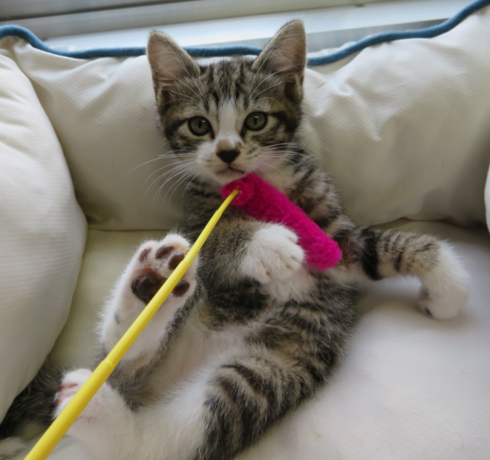 centercat