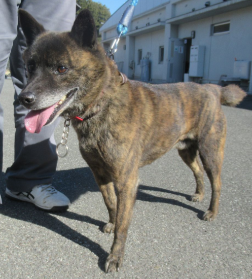 centerdog