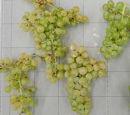 PetitManseng