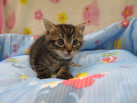 cat7-6-22-3