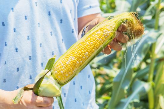 Sweetcorn2_04