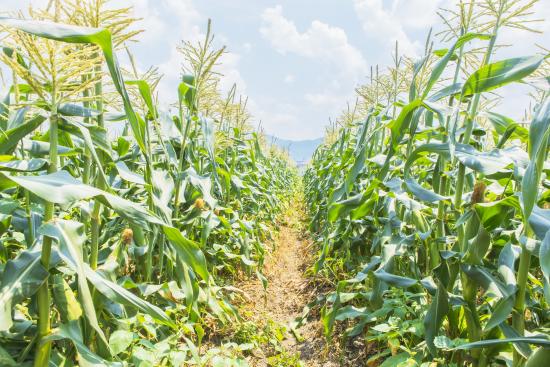 Sweetcorn2_06-2