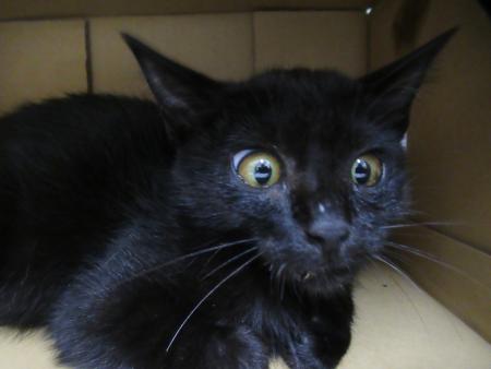 cat7-8-12