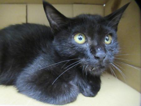 cat7-8-12-1