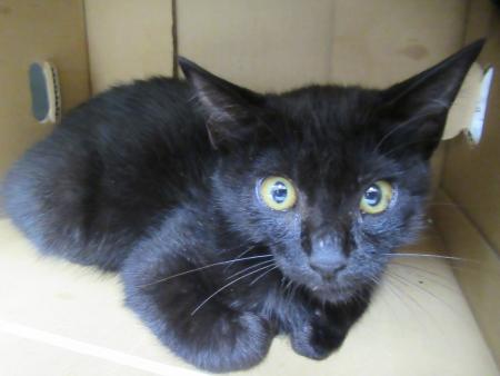 cat7-8-12-2