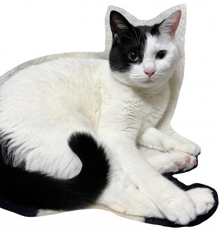 33769neko