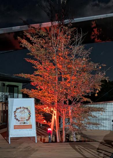 富士吉田市シンボルツリー