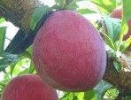 菅野中生画像