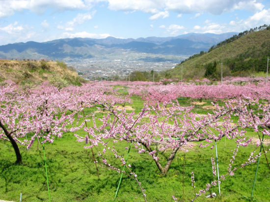桃園風景
