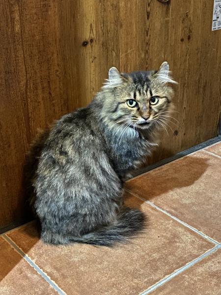 石和町小石和　キジトラ　オス