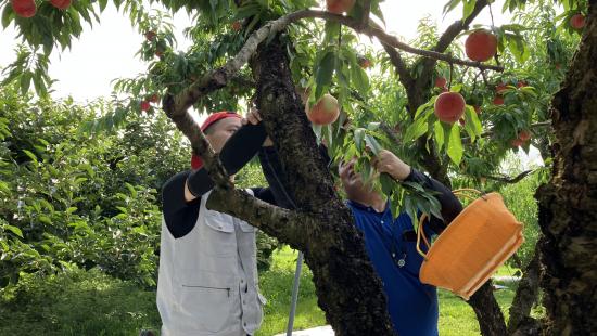モモ栽培の匠による熱心な指導