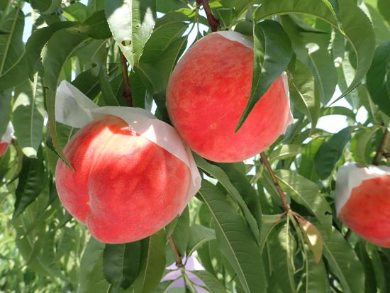 樹に実っているモモ