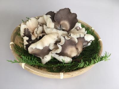 山梨夏っ子きのこ