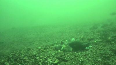 クニマス産卵行動