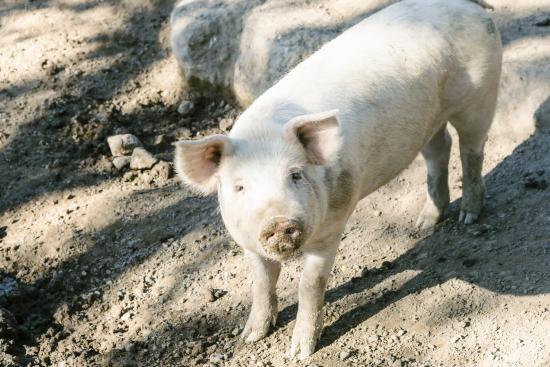 cueillette_boohoowoo02_01