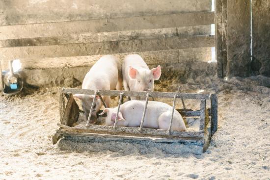 cueillette_boohoowoo02_05