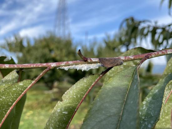 モモ枝の産卵痕1
