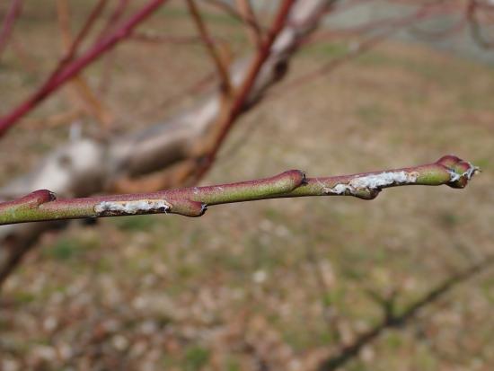 モモ枝の産卵痕2