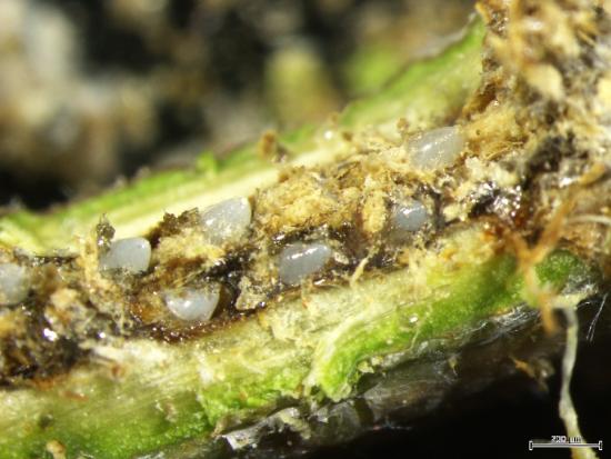 枝内に産卵された卵