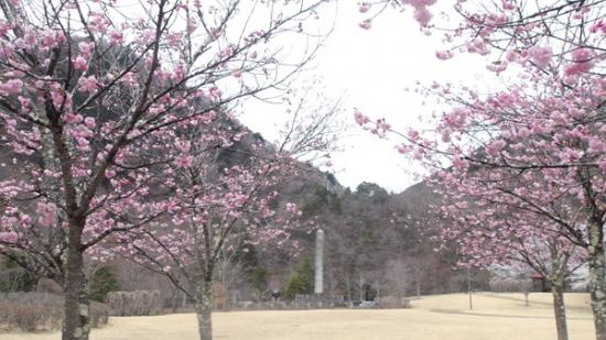 令和7年4月11日の小金沢公園サトザクラ