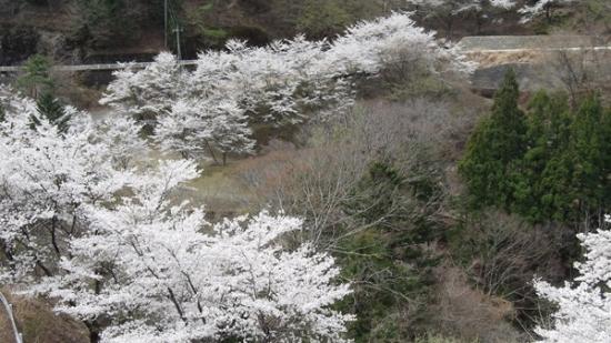 令和7年4月11日の竹の向公園周辺