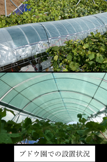 ブドウ園での設置状況